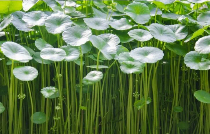 What is Centella Asiatica-1