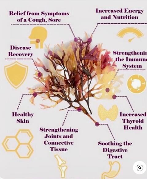 Chondrus Crispus (Carrageenan) Extract Benefits