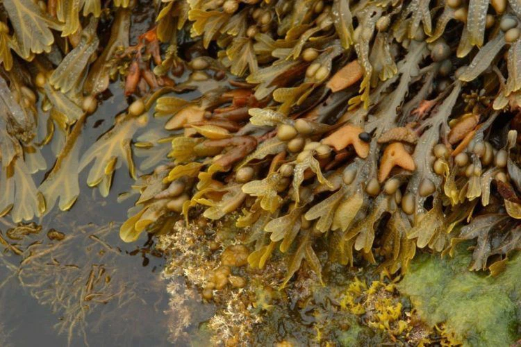 Bladderwrack Powder-1