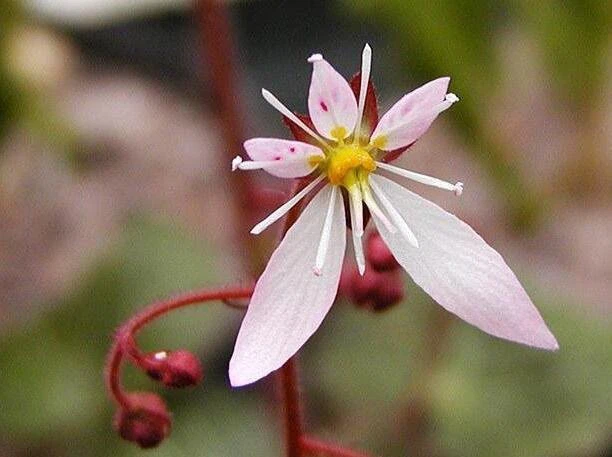 saxifraga sarmentosa extract benefits