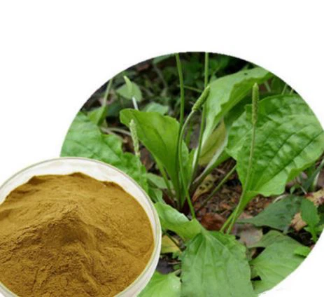 Bột lá cây