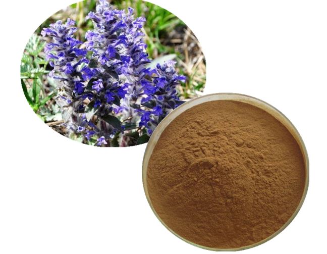 Chiết xuất Ajuga Turkestanica