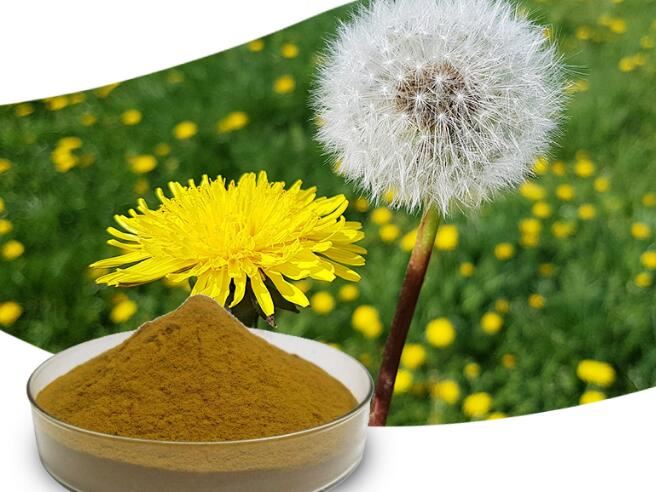 Bột rễ bồ công anh