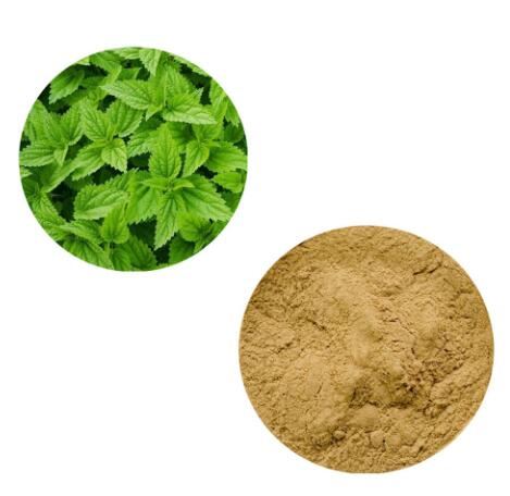 Chiết xuất lá cây tầm ma