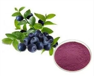 Bột chiết xuất việt quất