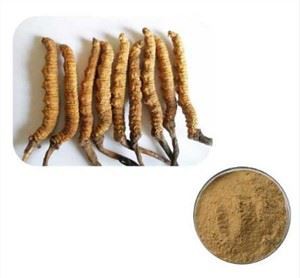 Chiết xuất Cordyceps Sinensis