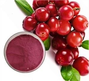 Đông lạnh bột Lingonberry khô