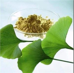 Bột lá bạch quả
