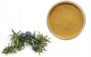 Chiết xuất cây bách xù