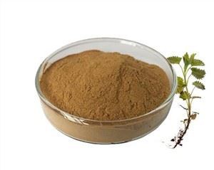 Bột chiết xuất rễ cây tầm ma