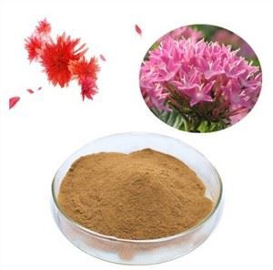 Chiết xuất Rhodiola Rosea
