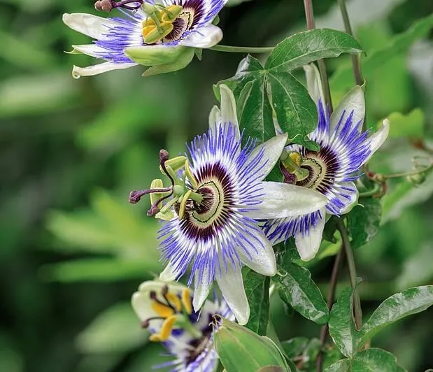 Cách lấy chiết xuất hoa đam mê