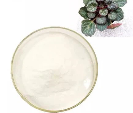 Chiết xuất Saxifraga Sarmentosa