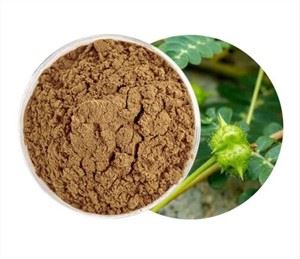 Chiết xuất Tribulus Terrestris hữu cơ