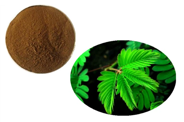 Bột rễ cây trinh nữ